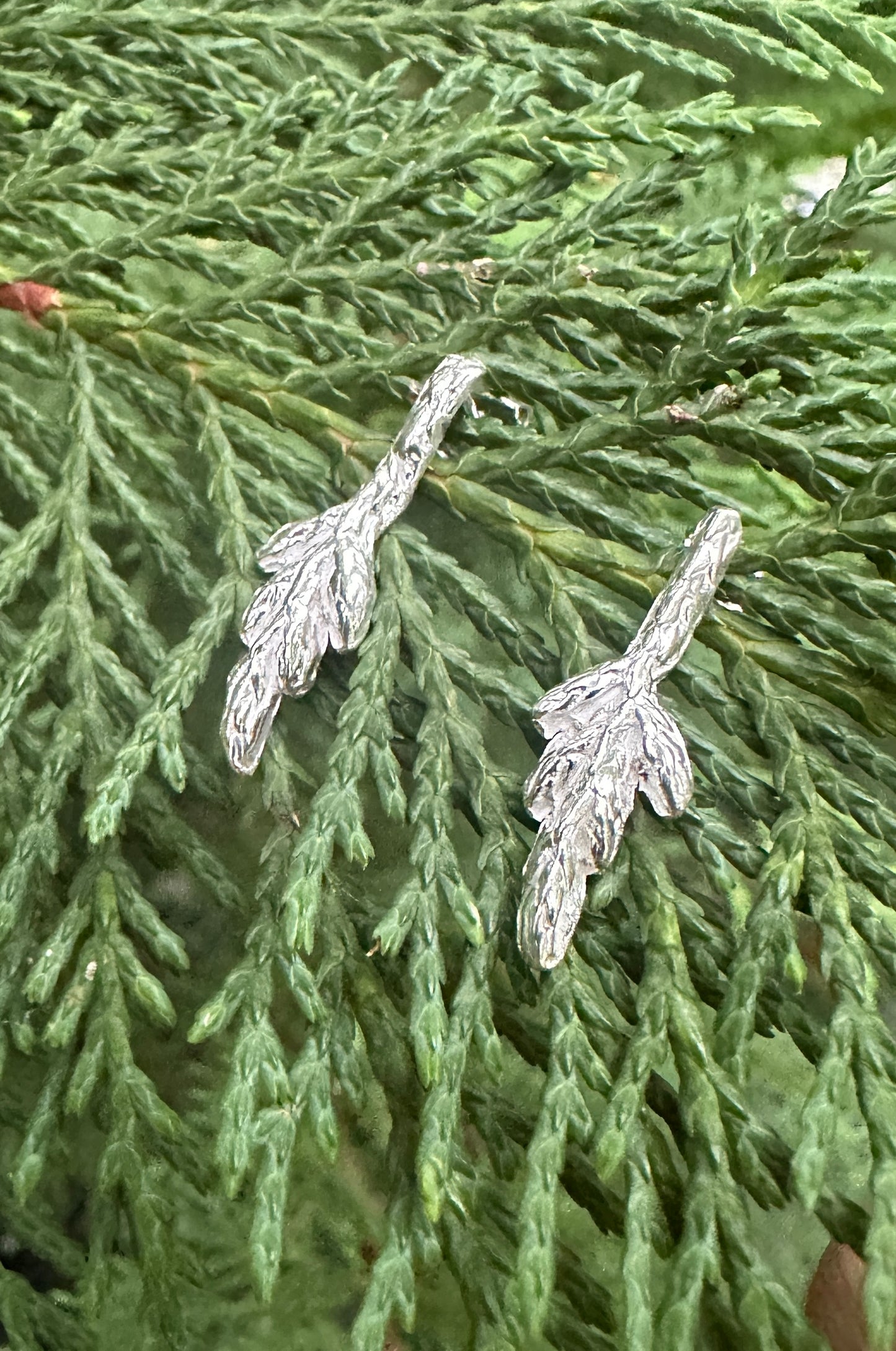 Arborvitae Studs